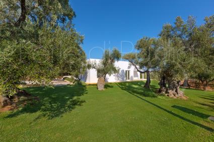 The villa is surrouned by centuries-old olive trees